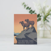 Carte Postale Bighorn Sheep American West Wildlife (Debout devant)