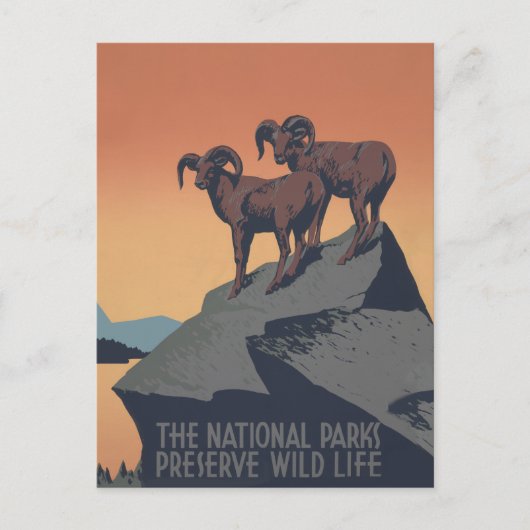 Carte Postale Bighorn Sheep American West Wildlife (Devant)
