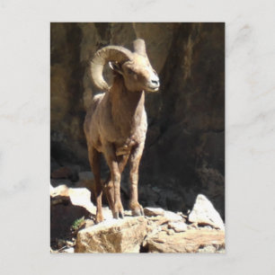 Carte Postale Bighorn Sheep Ram près des rochers dans le Colorad