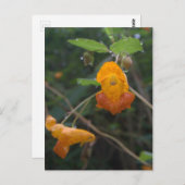 Carte Postale Bijou orange "Morning Glow" (Devant / Derrière)