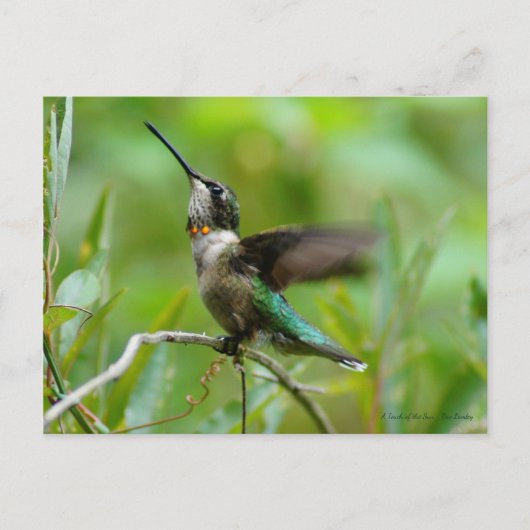 Carte Postale Bijoux Adorn (Devant)