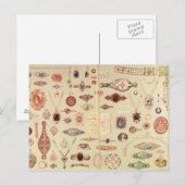 Carte Postale Bijoux du "Catalogue Tiffany", 1890 (Devant / Derrière)