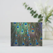Carte Postale Bijoux Peacock (Debout devant)