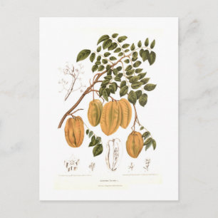 Carte Postale Bilimbi