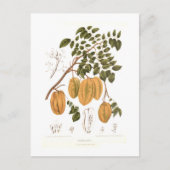 Carte Postale Bilimbi (Devant)