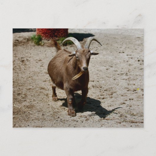 Carte Postale Bill (Devant)