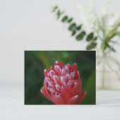 Carte Postale Billbergia Bromeliad (Debout devant)