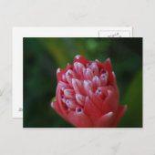 Carte Postale Billbergia Bromeliad (Devant / Derrière)