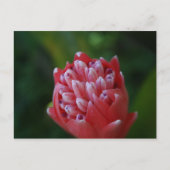 Carte Postale Billbergia Bromeliad (Devant)
