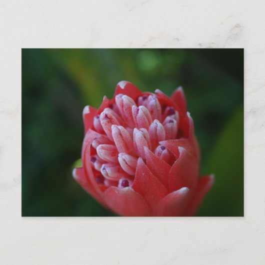 Carte Postale Billbergia Bromeliad (Devant)