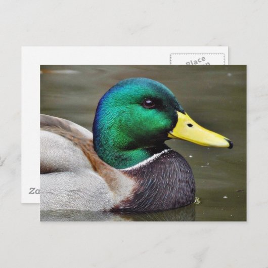 Carte Postale Bills de canards (Devant / Derrière)