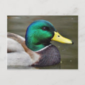 Carte Postale Bills de canards (Devant)