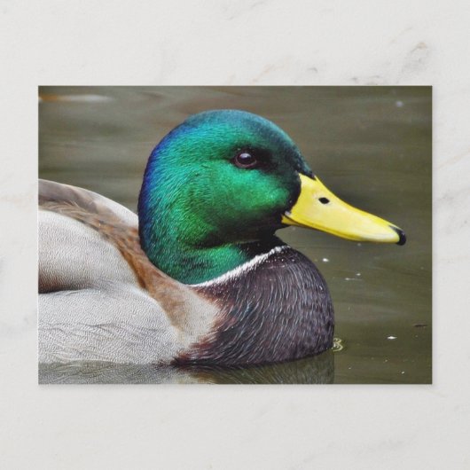 Carte Postale Bills de canards (Devant)