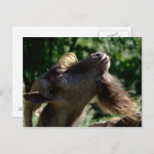 Carte Postale Billy Goat (Devant / Derrière)