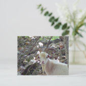 Carte Postale Billy Goat (Debout devant)