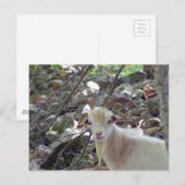 Carte Postale Billy Goat (Devant / Derrière)