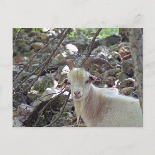 Carte Postale Billy Goat (Devant)