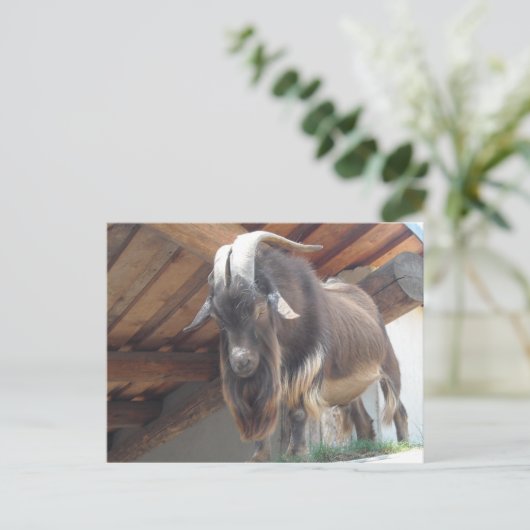 Carte Postale Billy Goat (Debout devant)