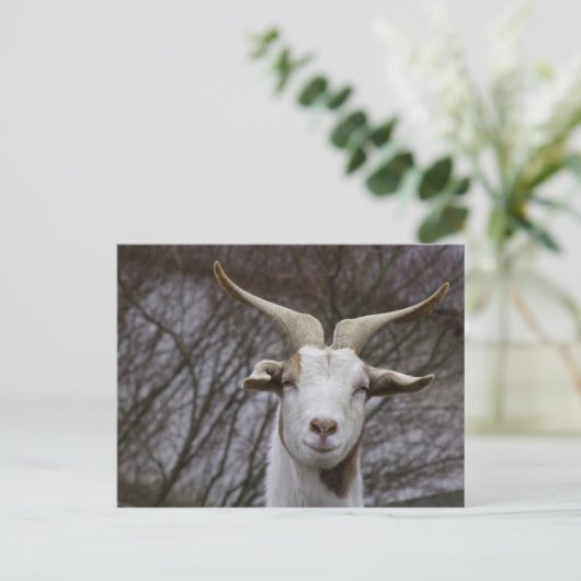 Carte Postale Billy Goat (Debout devant)