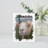 Carte Postale Billy Goat (Debout devant)