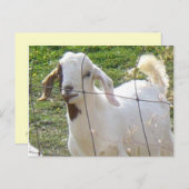 Carte postale Billy Goat 2 (Devant / Derrière)