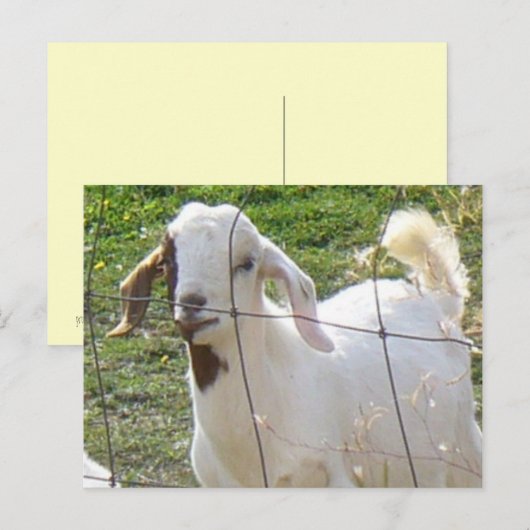 Carte postale Billy Goat 2 (Devant / Derrière)