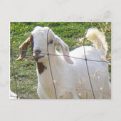 Carte postale Billy Goat 2 (Devant)
