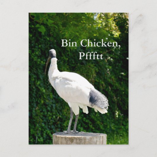 Carte Postale Bin Chicken Pfftt (Ibis) (Devant)