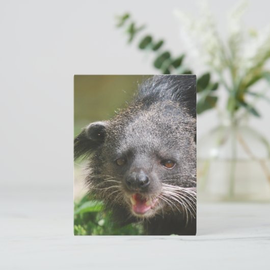 Carte postale Binturong (Debout devant)