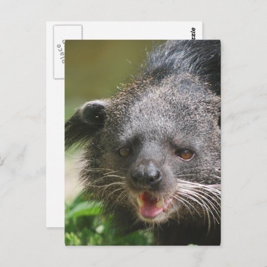Carte postale Binturong (Devant / Derrière)