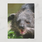Carte postale Binturong (Devant)