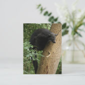 Carte postale Binturong (Debout devant)