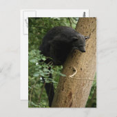Carte postale Binturong (Devant / Derrière)