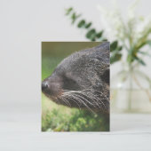 Carte postale Binturong Bear (Debout devant)