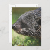 Carte postale Binturong Bear (Devant / Derrière)