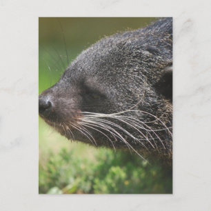 Carte postale Binturong Bear