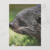 Carte postale Binturong Bear (Devant)