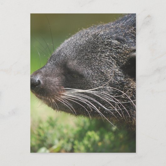 Carte postale Binturong Bear (Devant)