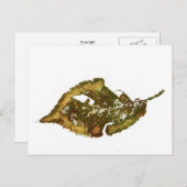 Carte postale "Birch #2" (Devant / Derrière)