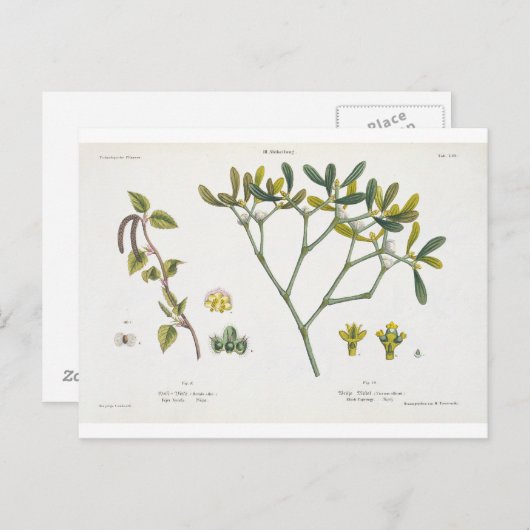 Carte Postale Birch (à gauche) et Mistletoe (à droite), fig. 9 e (Devant / Derrière)