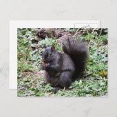 CARTE POSTALE BIRCH BAY SQUIRREL (Devant / Derrière)