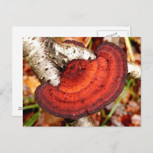 Carte postale Birch Mazegill Fungus (Devant / Derrière)
