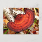 Carte postale Birch Mazegill Fungus (Devant)