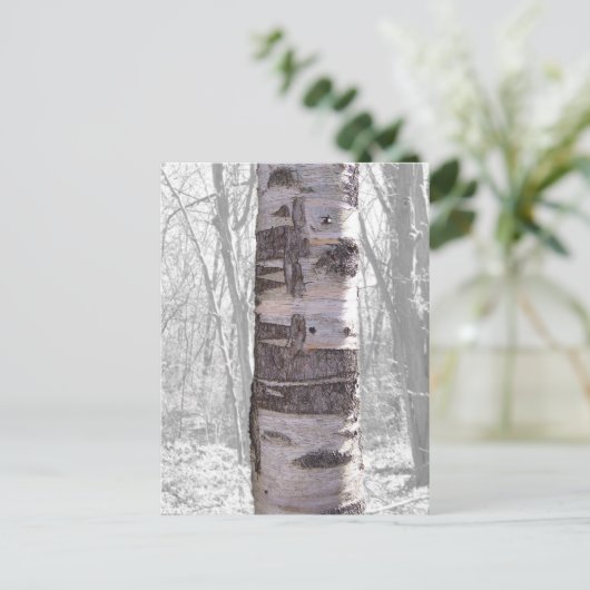 Carte Postale Birch Tree (Debout devant)