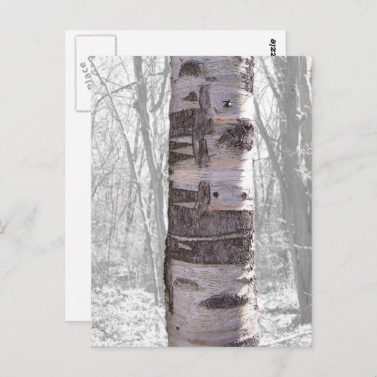 Carte Postale Birch Tree (Devant / Derrière)