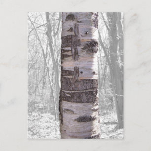 Carte Postale Birch Tree
