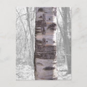 Carte Postale Birch Tree (Devant)