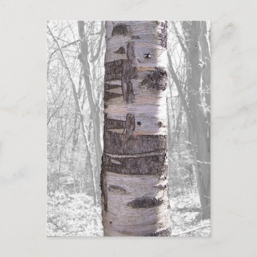 Carte Postale Birch Tree (Devant)
