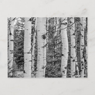 Carte Postale Birch Tree In Woods
