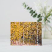 carte postale, Birch Trees in the Fall, Alaska (Debout devant)